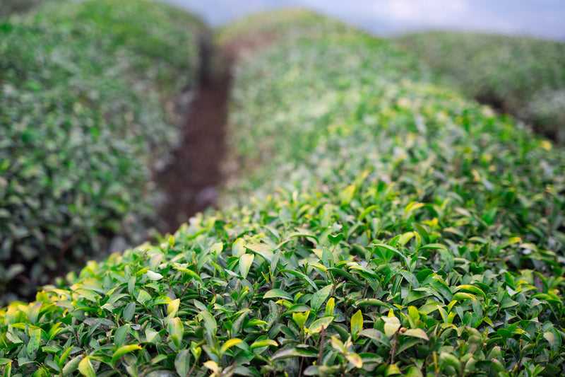 Tea plant cultivars used in Omorie matcha