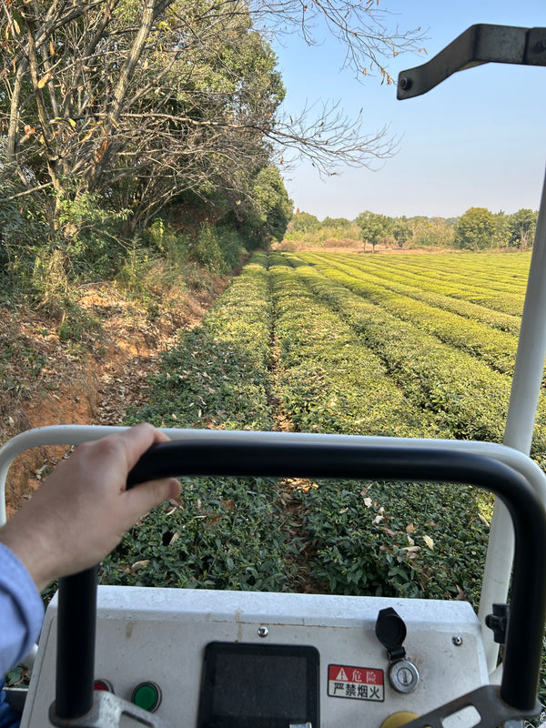 Ride-on harvesting machine in tea fields