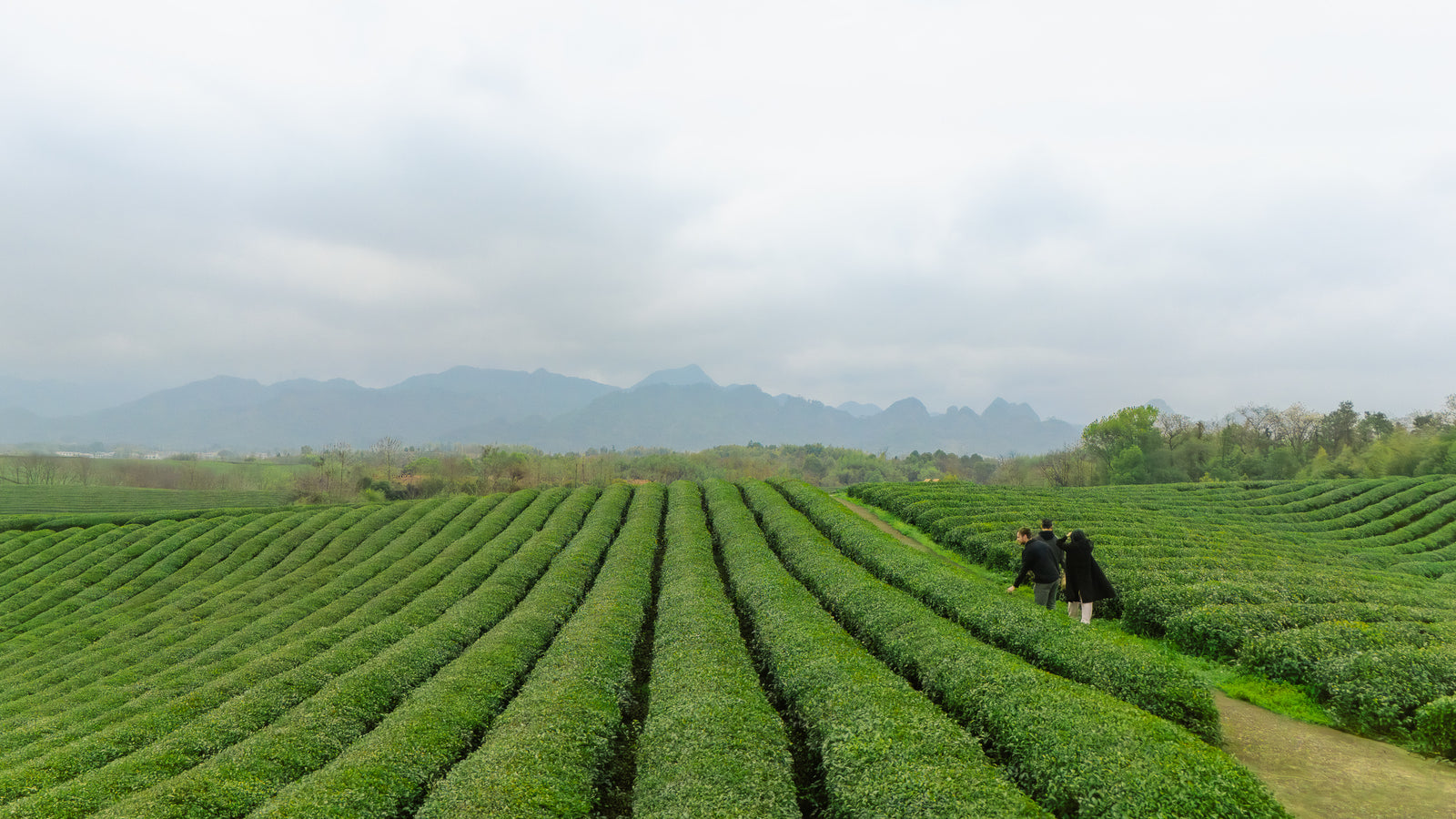 Tea fields in Zhejiang Province, China — Omorie Matcha sourcing region