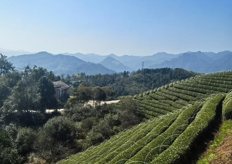 Tea farm with hoops installed ready for shade cloth