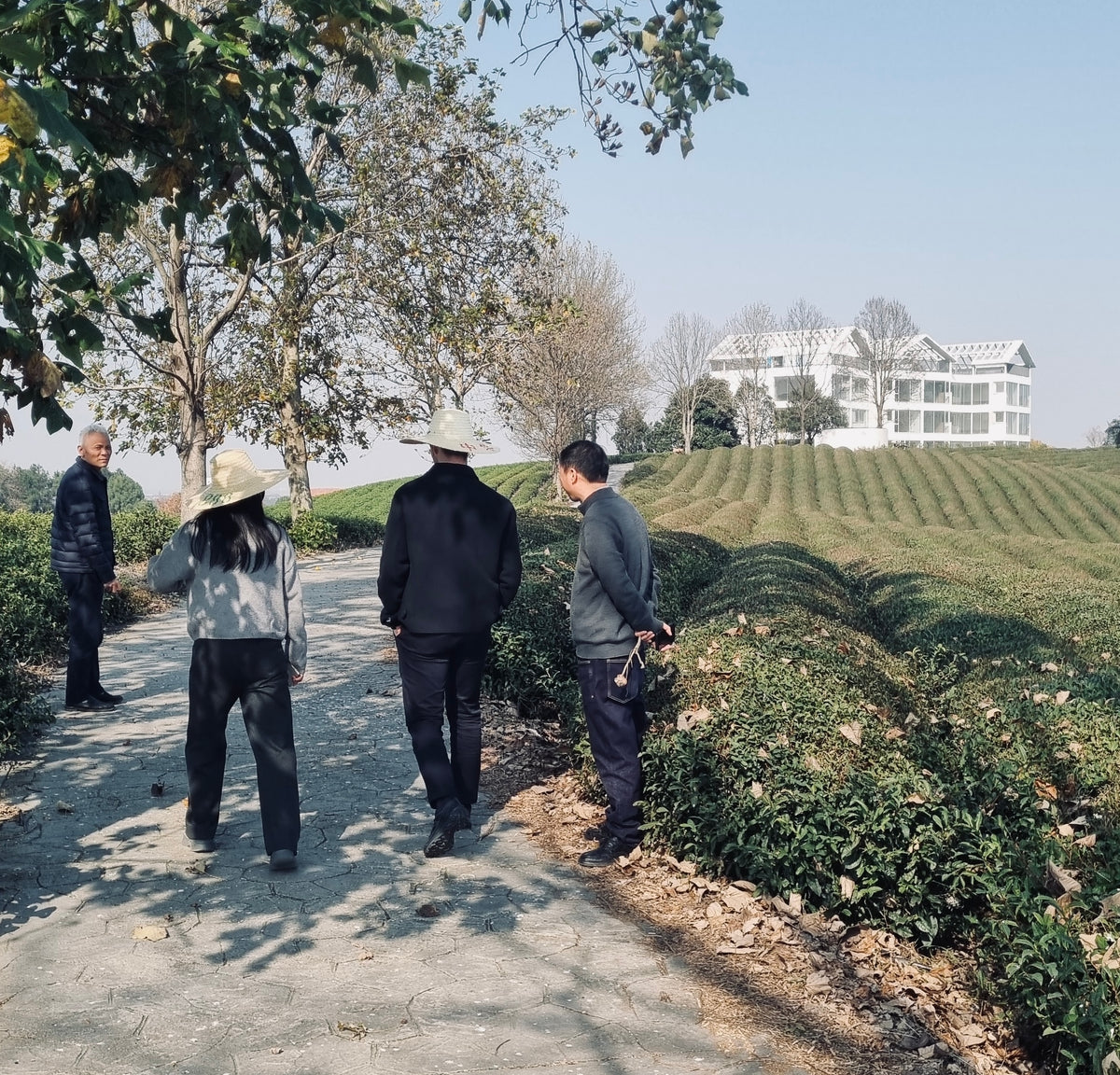 Farm visit in Zhejiang Province — Omorie matcha sourcing